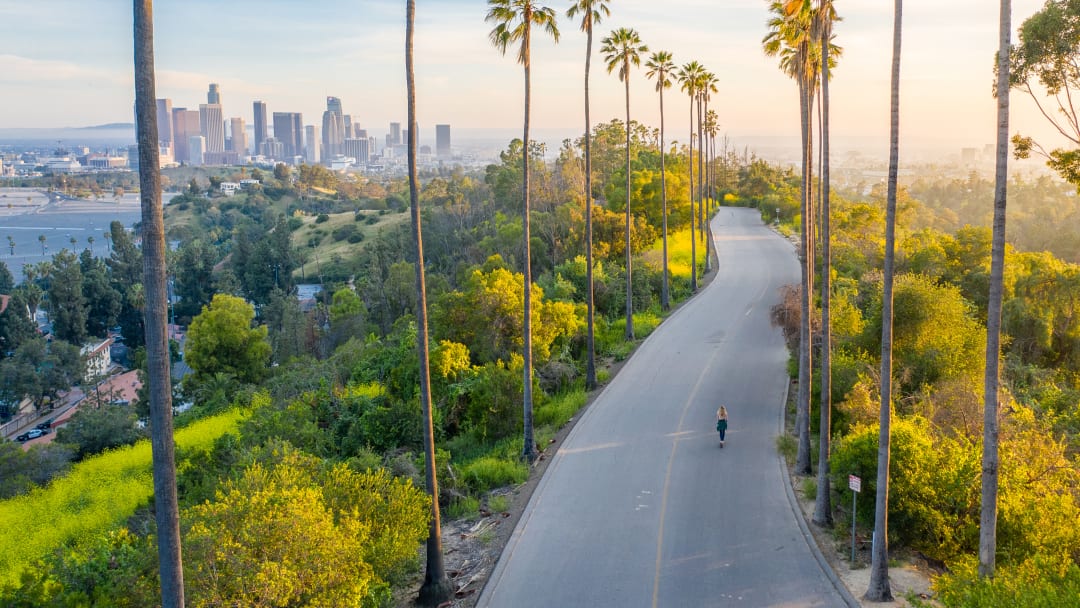 Image of road lined with palm trees with view of the Los Angeles skyline in the background.