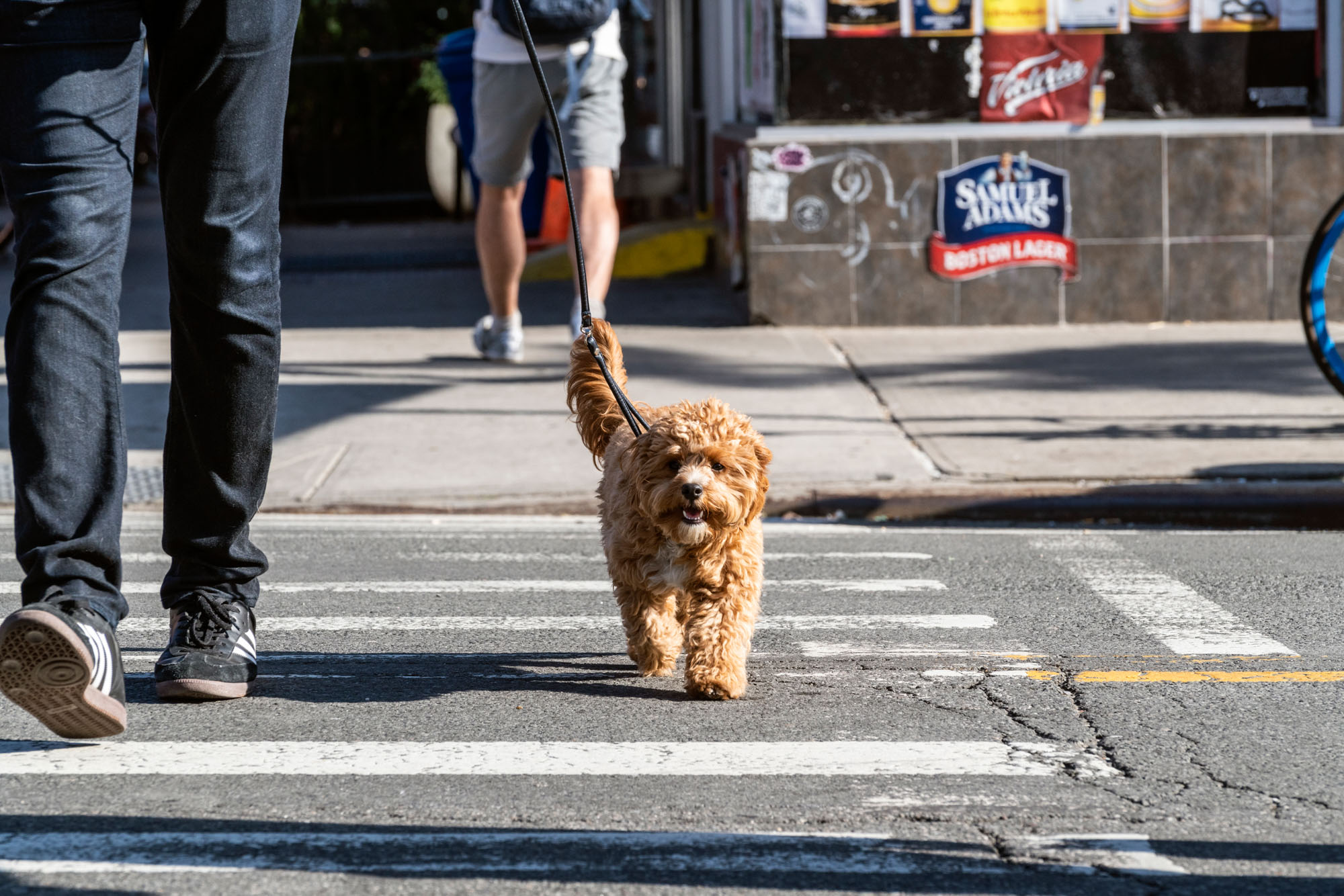 A dog walking across the street near One Blue Slip in Greenpoint, Brooklyn.