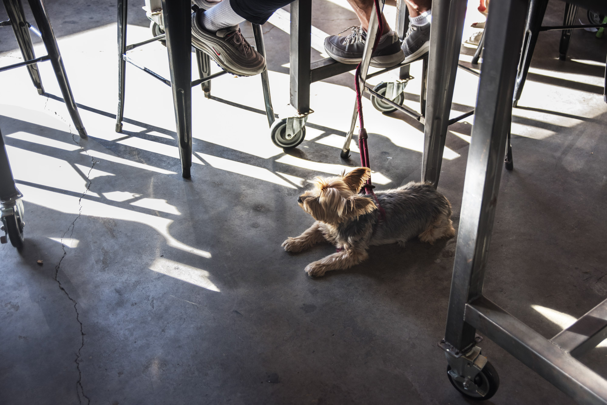 A dog in a restaraunt in Greenpoint Landing in Brooklyn, New York.