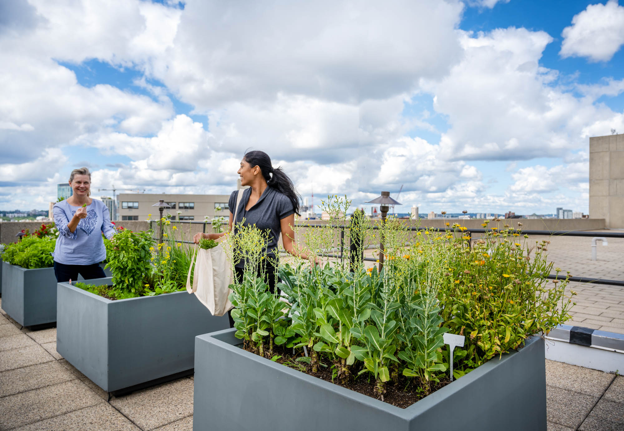 The community garden at Church Park apartments in Boston, Massachusetts.