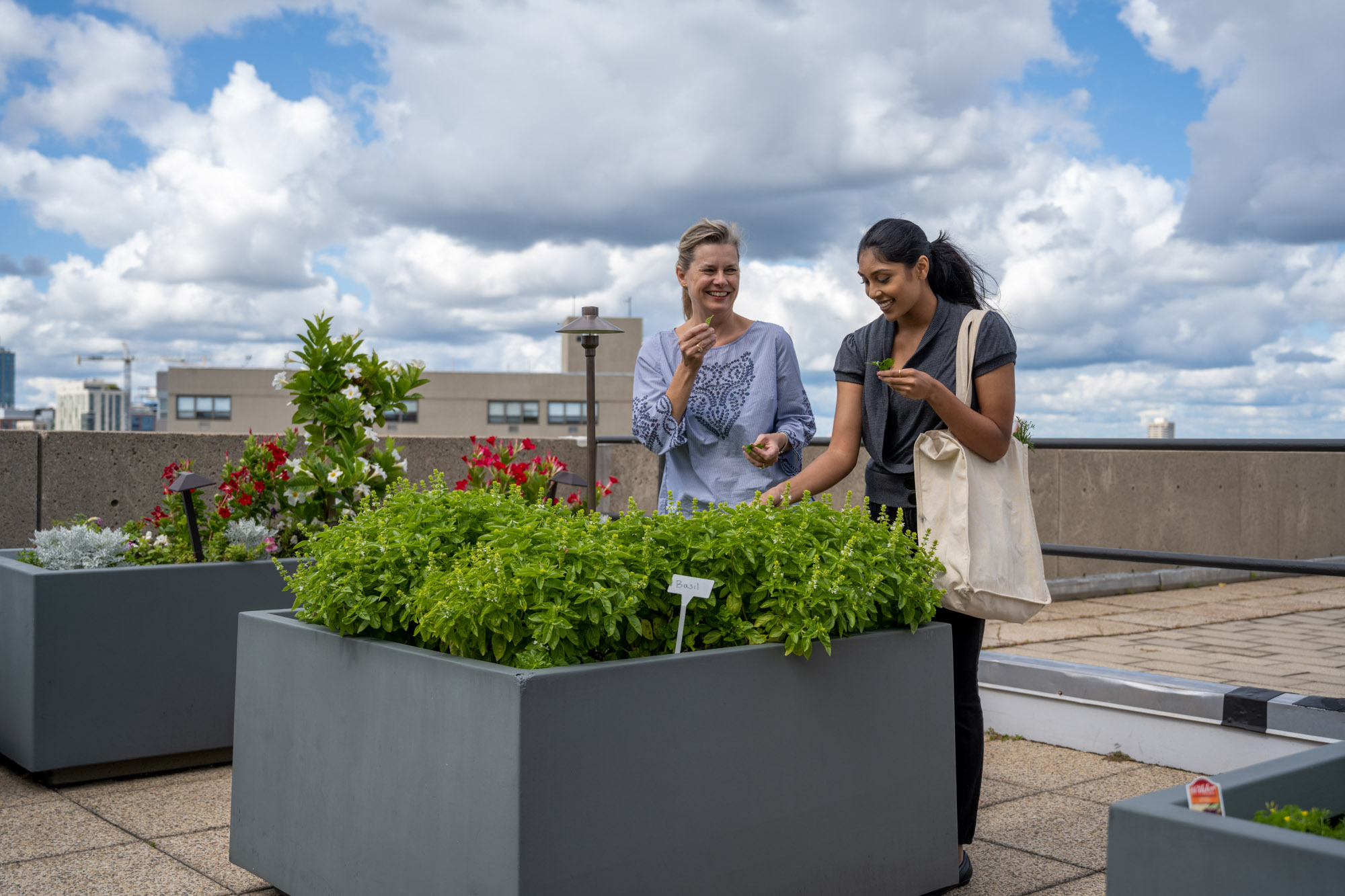 The community garden at Church Park apartments in Boston, Massachusetts.