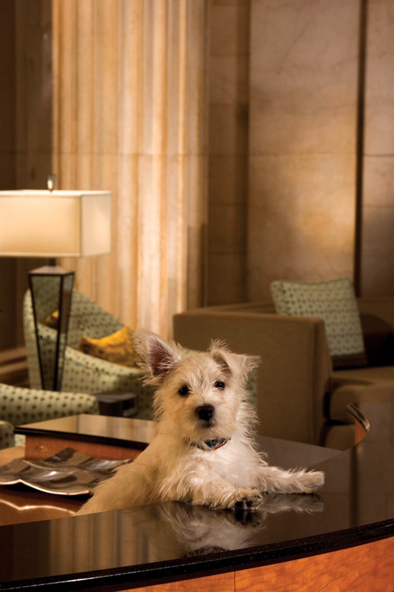 Discover the Best Pet Friendly Hotels in Conway SC for Your Next Getaway