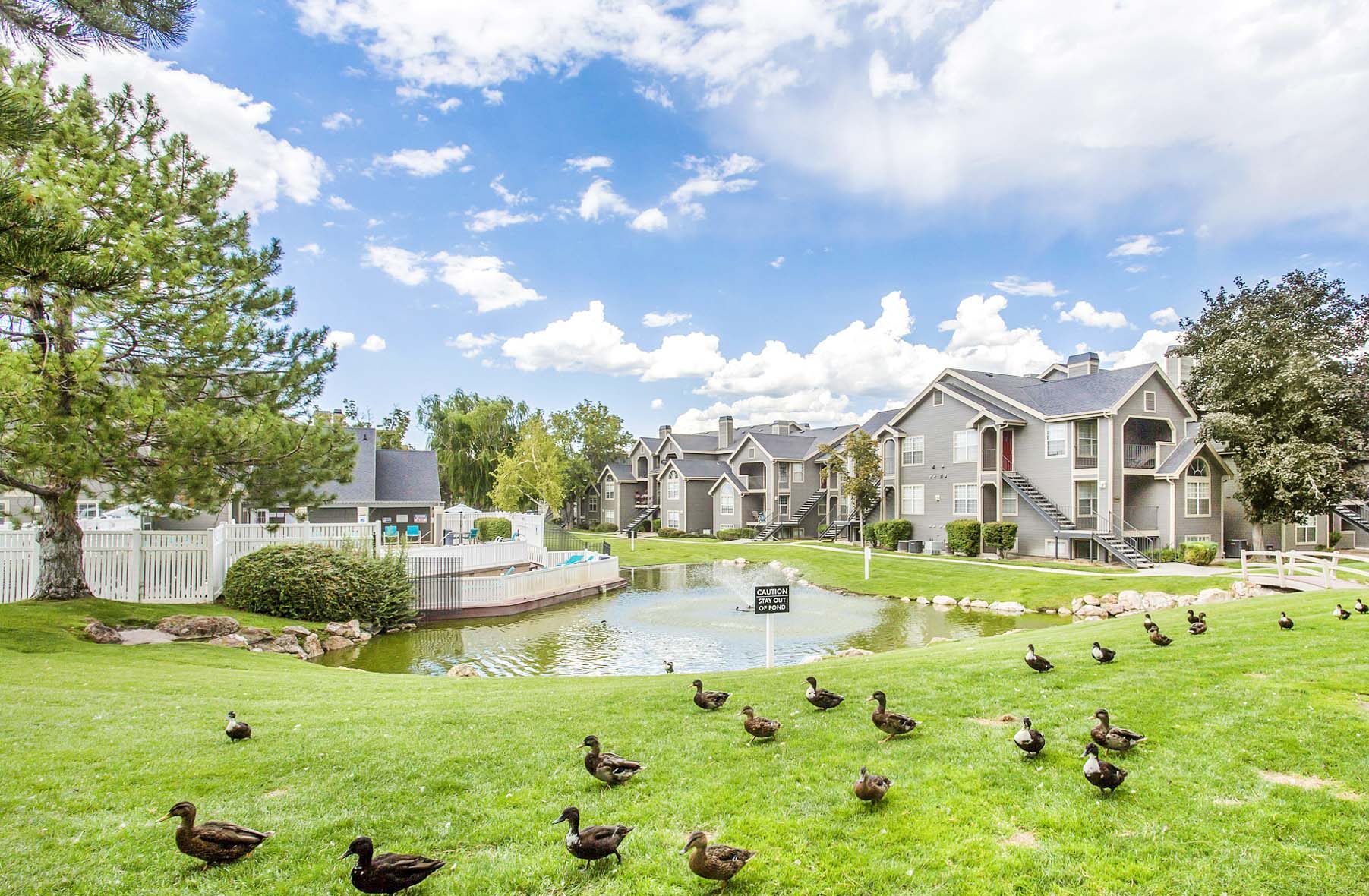 The lakes with ducks at Stillwater apartments in Murray, Utah.